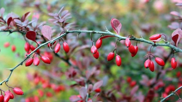 Best Quality Sour Barberry Sauce	