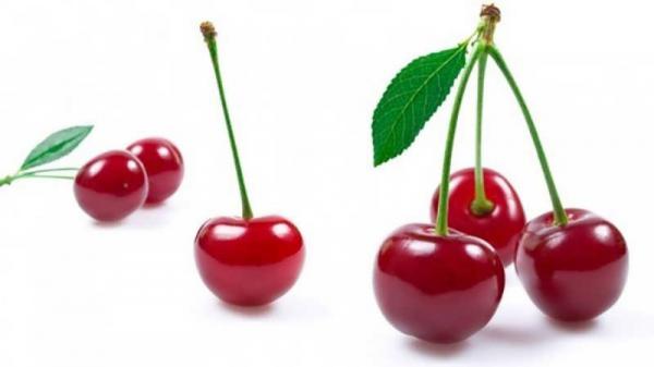 Sour cherry Torshak Costs for Export	